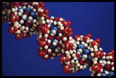 DNA z grnskch luh a hj
