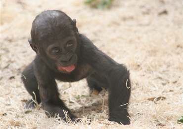 V prask ZOO se narodila dal gorila