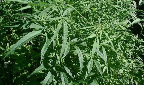 Zelen s legalizac marihuany neuspli