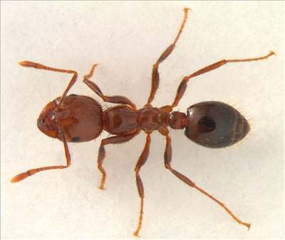 Zranění mravenci se vystavují riziku