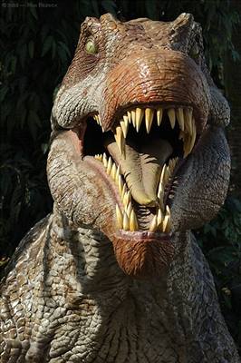 Zuby spinosaura mly tvar kuelu.