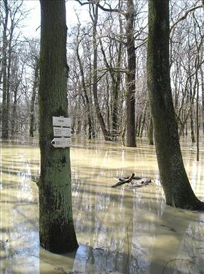 Povodn - ilustraní foto.