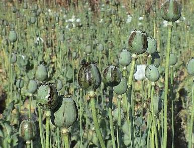 Afghnsk opium zcela ovldlo svtov trh
