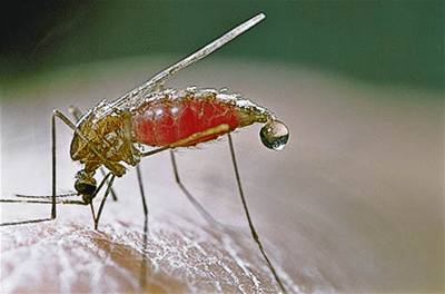 DDT se bude pouívat jako prevence proti malárii