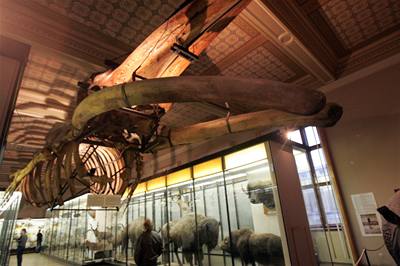 Sthování po více ne sto letech. Kvli rekonstrukci Národního muzea se kostra velryby pesthuje na as pes ulici do budovy bývalého Federálního shromádní.