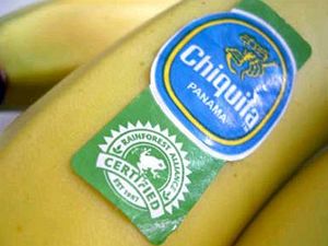 Americká prokuratura obvinila světoznámého distributora banánů Chiquita Brands International, že udržoval styky s teroristickou organizací v Kolumbii.