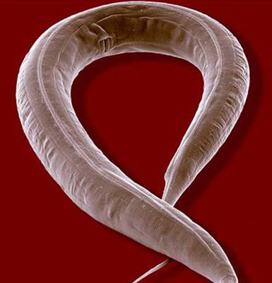 Háátko Caenorhabditis elegans je ideální laboratorní mazlíek.