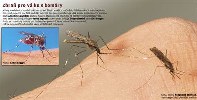 Komár druhu Anopheles gambiae, nejnebezpečnějsí přenašeč malárie.