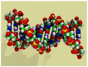 Genetické informace v DNA.