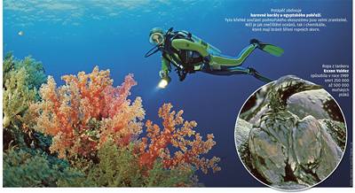 Potáp obdivuje barevné korály u egyptského pobeí.