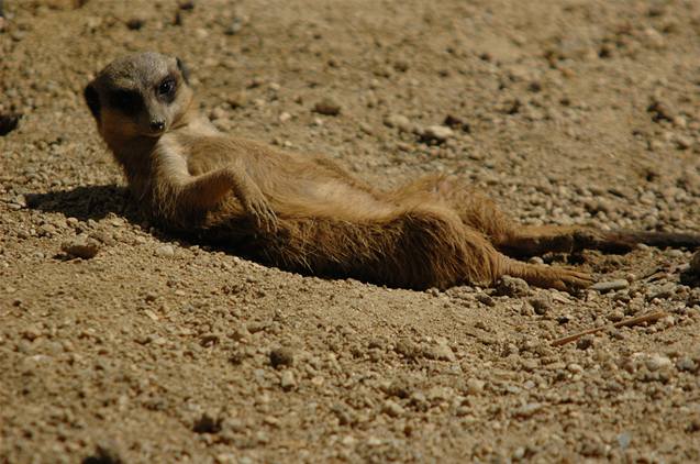 Siesta surikaty