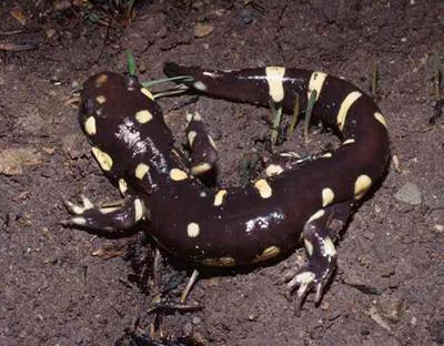 Ambystoma (ilustraní foto)