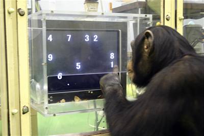 Krátkodobá paměť u mladého šimpanze je prý lepší než u člověka.