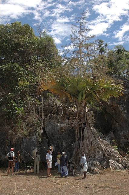 Madagaskarská palma vykvete a zemře