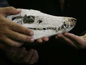 Lepku pedstavil brazilsk paleontolog Antonio Celso de Arruda Campos