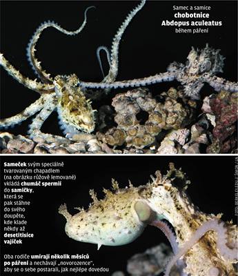 Samec a samice chobotnice během páření.