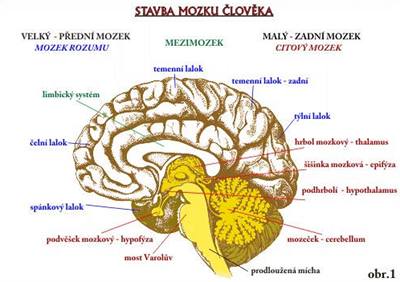 Lidský mozek - ilustraní obrázek.