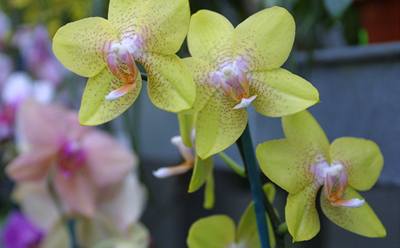 Orchideje - ilustraní foto