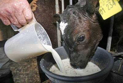 Nmetí zemdlci zastavili dodávky mléka do mlékáren. Chtjí více penz za litr suroviny.