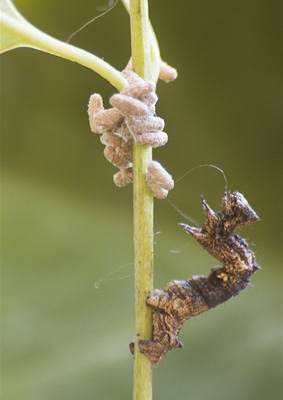 Osud housenek: hlídají larvy, které se pedtím vylíhly z jejich tl.