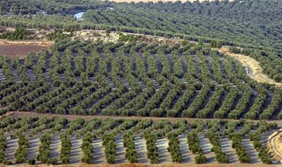 Olivové háje jsou rozesety vude kolem Estepy. 