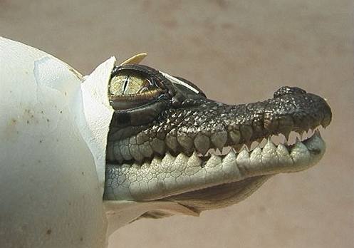 Krokodýlci křičí už ve vejcích
