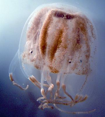 Dravá medúza tyhranka trojlistá (Tripedalia cystophora) na fotografii, která si nala svoje místo na titulní stran asopisu PNAS.