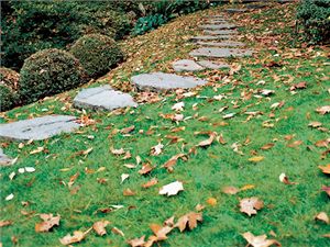 Travnaté plochy je nutné pravidelně vyhrabávat – nemělo by se na nich hromadit opadané listí, suché větvičky, kameny nebo kusy mulčovací kůry. Zabráníte tak rozvoji houbových nemocí.