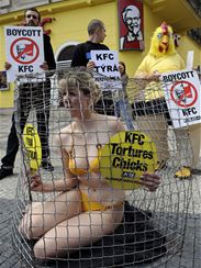 Aktivist ze Spolenosti na ochranu zvat protestovali v Praze ped pobokou KFC (Kentucky Fried Chicken) proti zpsobu velkochovu kuat.