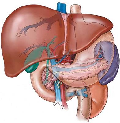 játra - ilustraní foto