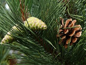 Pinus nigra (borovice ern).
