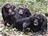 Tři šimpanzí samci si vzájemně pečují o srst. Mají snad mocenské tendence?