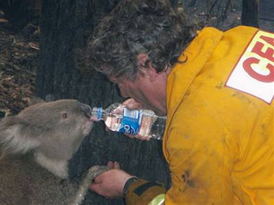 Koala Sam pije z plastové lahve, kterou jí dáva hasi Dave Tree