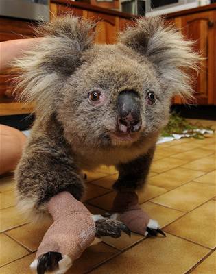 Koala Sam s ovzanmi packami