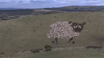 Ovce z ovcí