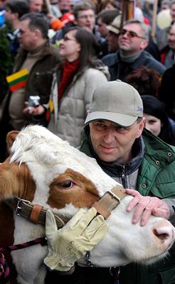 Protestující zemdlci pivezli pi beznových protestech ped ministerstvo opravdovou krávu.