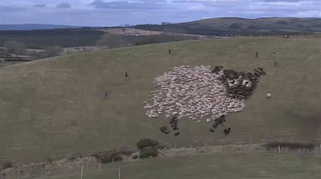 Co se dá dělat s ovcemi