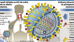 Testy tří Čechů na prasečí chřipku jsou negativní