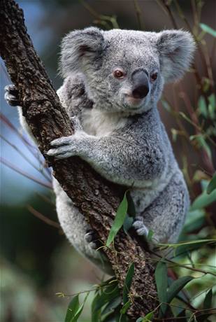 Koala.