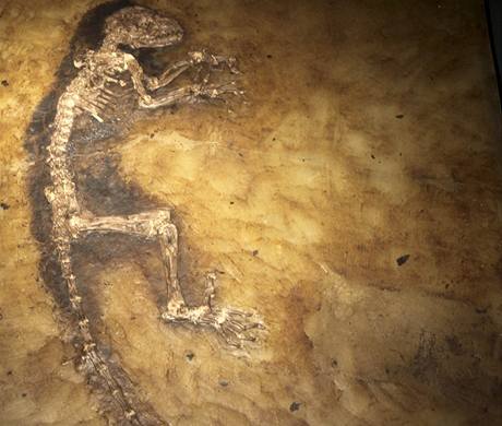Mimoádn zachovalá fosilie pojmenovaná Ida byla nalezena v lomu Messel u Darmstadtu.