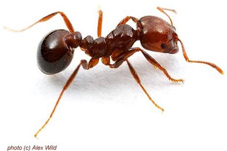 Ohnivý mravenec (Solenopsis invicta).