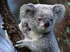 Koala.