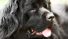 Novofundlandský pes Harry dostává potou spoustu nabídek od rzných firem.