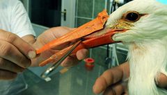 Zraněný čáp dostal umělou horní část zobáku 