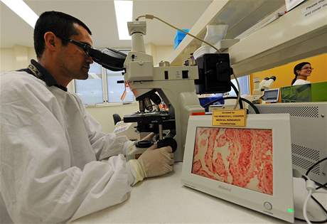 Mikrobiologická laborato. Vdci zkoumají vzorky, jestli neobsahují vir praseí chipky.