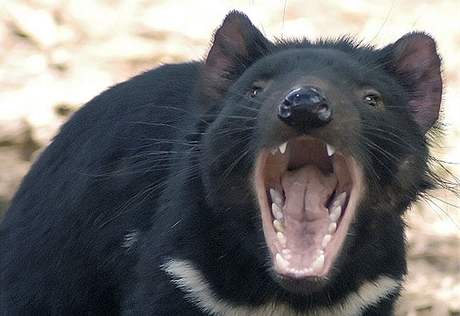 Tasmánskému ertovi hrozí vyhynutí, Austrálie ho zaadila na seznam ohroených druh.