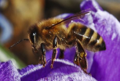Včela - ilustrační foto