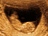 Snímek z ultrazvuku - ilustrační foto.