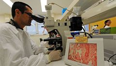 Mikrobiologická laborato. Vdci zkoumají vzorky, jestli neobsahují vir praseí chipky.