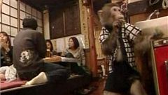 V japonské restauraci obsluhuje hosty opičák